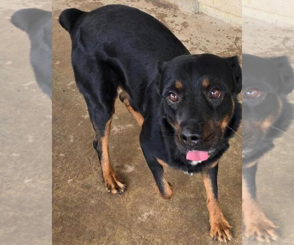 Medium Photo #1 Rottweiler Puppy For Sale in San Antonio, TX, USA