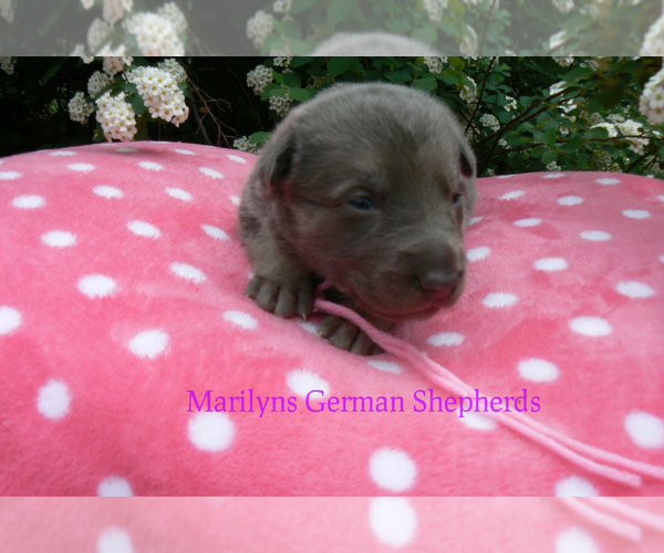 Medium Photo #6 German Shepherd Dog Puppy For Sale in PIEDMONT, MO, USA