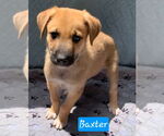 Small #2 German Shepherd Dog Mix