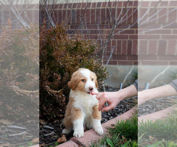 Medium Photo #7 Collie-Unknown Mix Puppy For Sale in Sandy, UT, USA