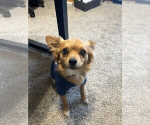 Chiranian Dogs for adoption in Bangs, TX, USA