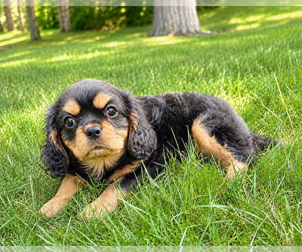 Medium Photo #4 Cavalier King Charles Spaniel Puppy For Sale in FAIR HAVEN, MI, USA