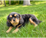 Small #3 Cavalier King Charles Spaniel