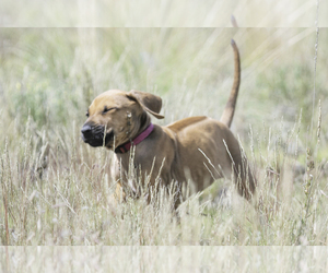 Rhodesian Ridgeback Puppy for sale in FAIRPLAY, CO, USA
