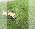 Puppy Light Pink Labrador Retriever