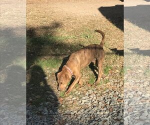 Plott Hound-Unknown Mix Dogs for adoption in Albemarle, NC, USA