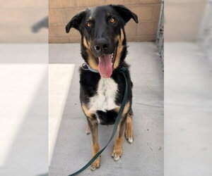 German Shepherd Dog Dogs for adoption in Salinas, CA, USA