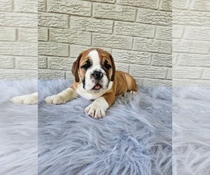 English Bulldog Dog for Adoption in INDIANAPOLIS, Indiana USA