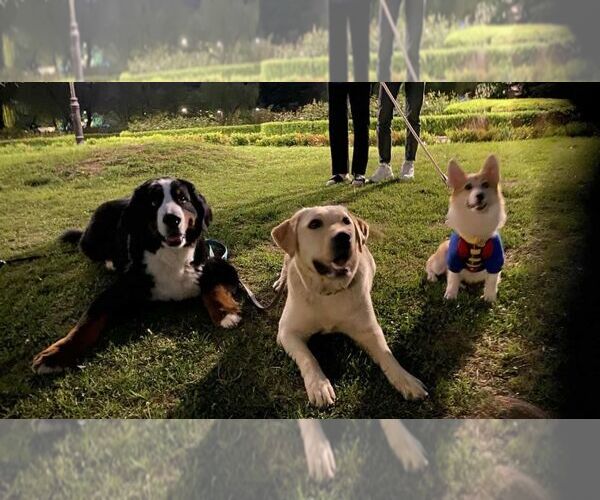 Medium Photo #2 Labrador Retriever Puppy For Sale in Seattle, WA, USA