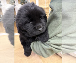 Puppy Sugar Newfoundland