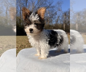 Yorkshire Terrier Puppy for sale in NACOGDOCHES, TX, USA