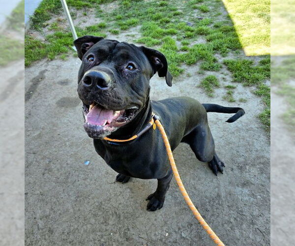 Medium Photo #1 Mutt Puppy For Sale in Long Beach, CA, USA