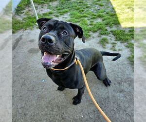 Mutt Dogs for adoption in Long Beach, CA, USA