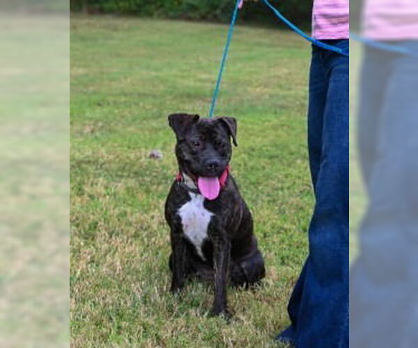 Medium Photo #7 American Bandogge mastiff Puppy For Sale in Glen Allen, VA, USA