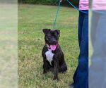 Small #6 American Bandogge mastiff
