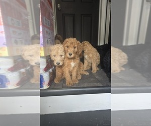 Poodle (Standard) Puppy for sale in CARTERET, NJ, USA