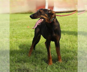 Medium Doberman Pinscher