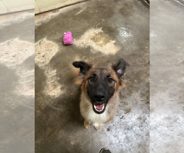 Medium Photo #3 Collie-Unknown Mix Puppy For Sale in Jackson, MS, USA
