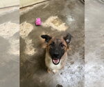 Small Photo #3 Collie-Unknown Mix Puppy For Sale in Jackson, MS, USA