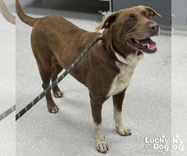 Medium Photo #2 Labrador Retriever-Unknown Mix Puppy For Sale in Washington, DC, USA