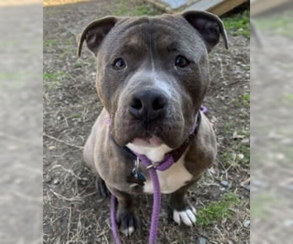 Medium Photo #6 Mutt Puppy For Sale in Glen Allen, VA, USA