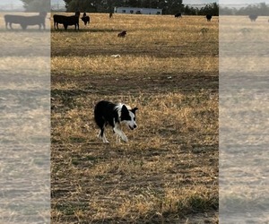Father of the Border Collie puppies born on 09/06/2026