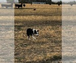 Small Photo #1 Border Collie Puppy For Sale in KEENESBURG, CO, USA