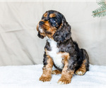 Puppy Benny Cocker Spaniel