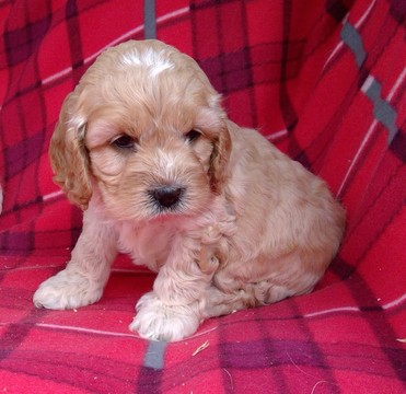 Medium Photo #3 Cavalier King Charles Spaniel-Poodle (Toy) Mix Puppy For Sale in CONOWINGO, MD, USA