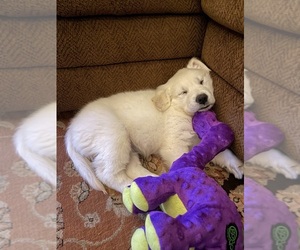 English Cream Golden Retriever Puppy for Sale in THOUSAND OAKS, California USA