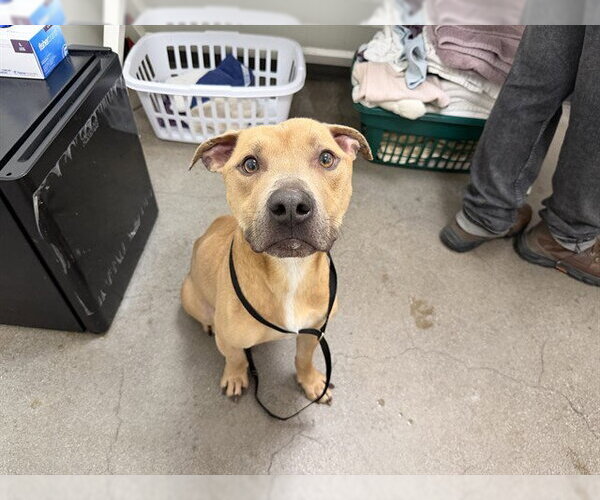 Medium Photo #1 American Pit Bull Terrier Puppy For Sale in Berkeley , CA, USA