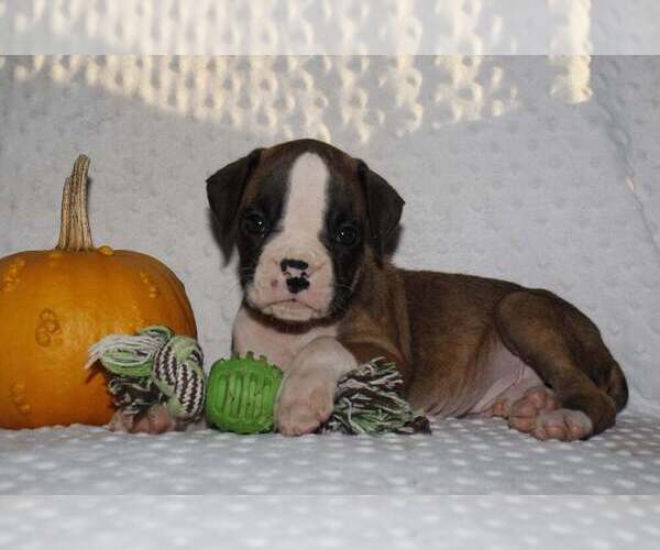 Medium Photo #4 Boxer Puppy For Sale in SHIPSHEWANA, IN, USA