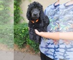 Small Poodle (Standard)