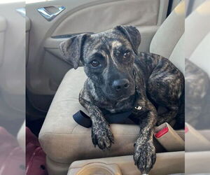 Pug-Whippet Mix Dogs for adoption in San Diego, CA, USA