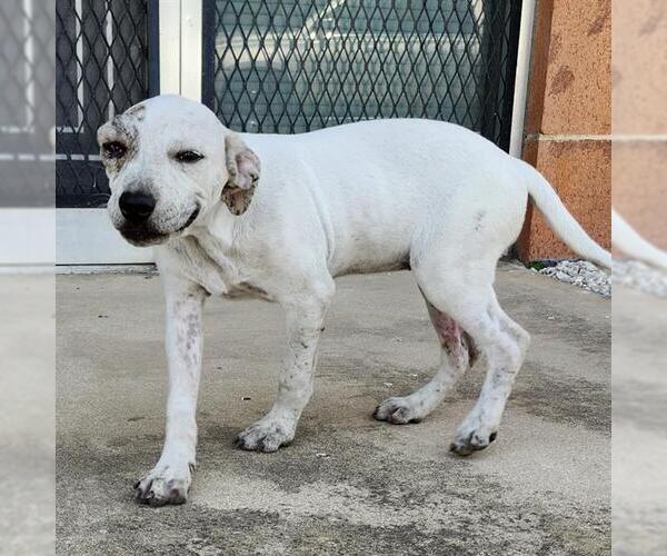 Medium Photo #1 Catahoula Leopard Dog-Unknown Mix Puppy For Sale in San Antonio, TX, USA