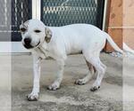 Small Catahoula Leopard Dog Mix