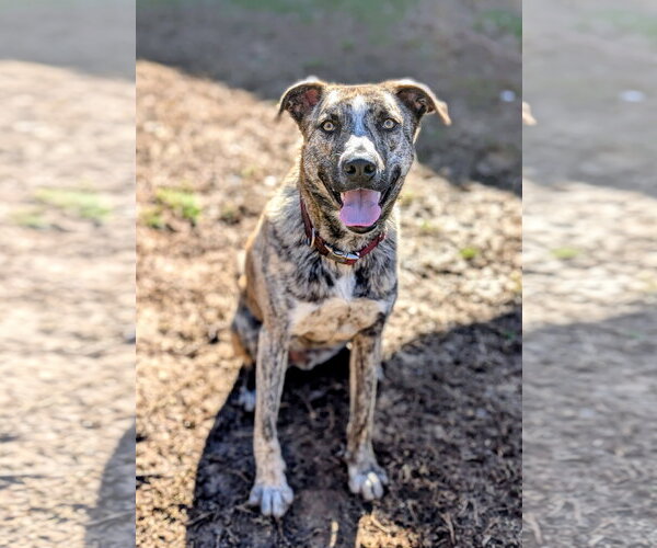 Medium Photo #1 Gerberian Shepsky Puppy For Sale in White Bluff, TN, USA