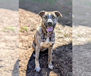 Gerberian Shepsky Dogs for adoption in White Bluff, TN, USA
