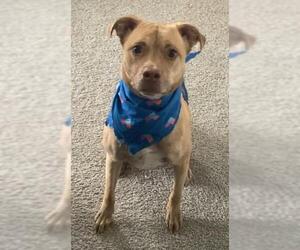 American Staffordshire Terrier-Unknown Mix Dogs for adoption in San Antonio, TX, USA