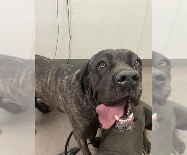 Medium Photo #1 Bullmastiff-Unknown Mix Puppy For Sale in HESPERIA, CA, USA