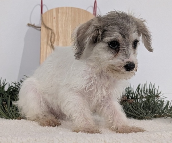 Medium Photo #47 Schnoodle (Miniature) Puppy For Sale in GOSHEN, IN, USA