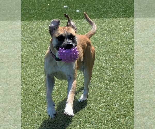 Medium Photo #3 Labrador Retriever Puppy For Sale in Salinas, CA, USA