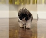 Small Photo #3 Shih Tzu Puppy For Sale in ELDERWOOD, CA, USA
