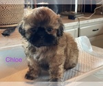 Small Photo #3 Shih Tzu Puppy For Sale in TILLAMOOK, OR, USA
