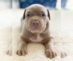 Small Photo #14 American Pit Bull Terrier Puppy For Sale in PALM BCH GDNS, FL, USA