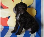 Small Photo #3 Labradoodle Puppy For Sale in FREDERICKSBG, OH, USA
