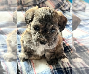 Zuchon Puppy for sale in JOELTON, TN, USA