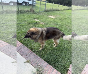 Rhino - Male German Shepherd Dog Dog for Adoption - Photo #4