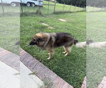 Small #3 German Shepherd Dog