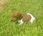 Small #4 Dachshund